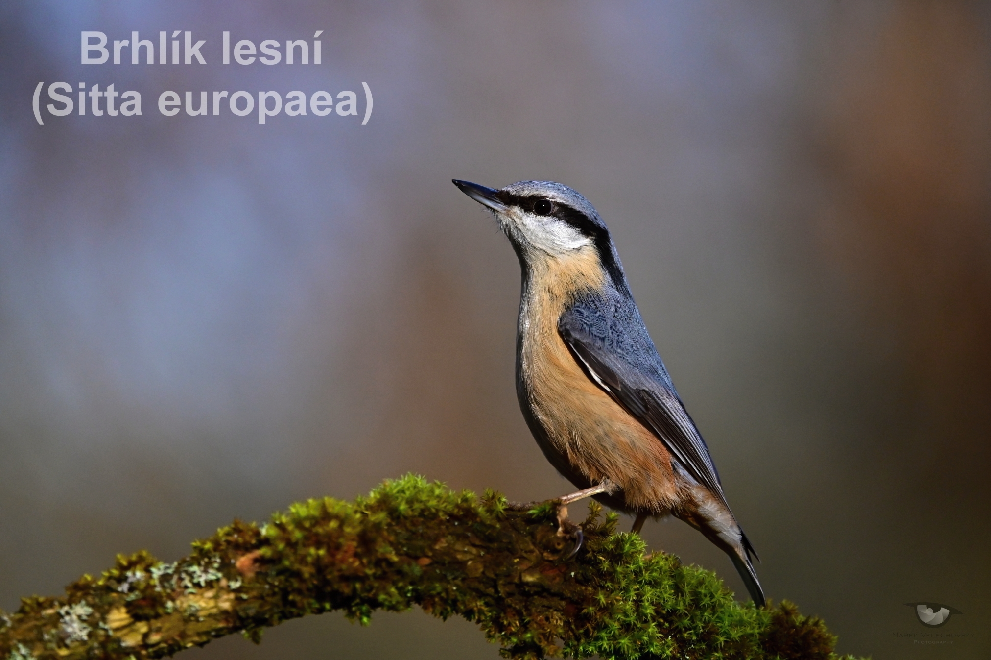 Život na krmítku Tyršovky